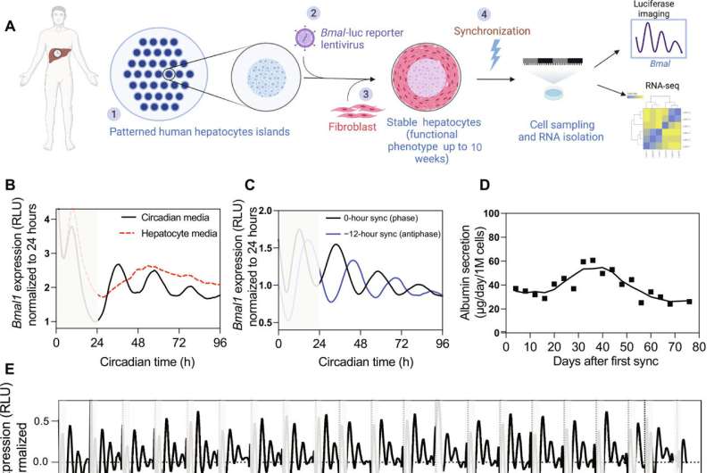 Circadian rhythms can influence the effectiveness of drugs